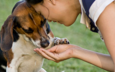 What Veterinarians Are Linking Nearly 3/4 of All Canine Disease To