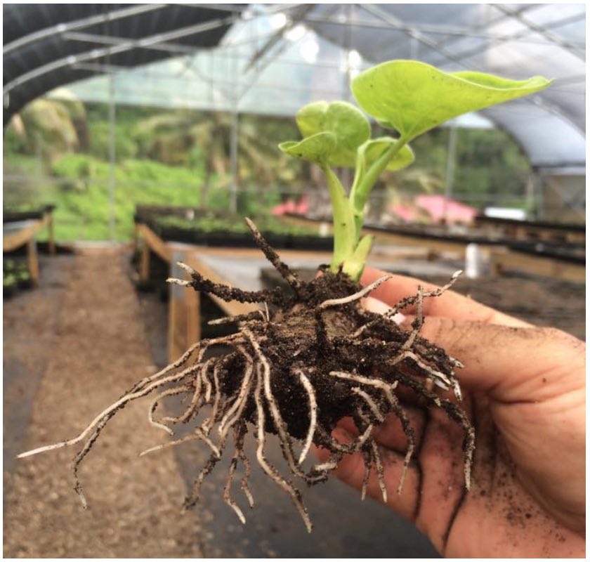 The Next Standard of Kava Could Raise the Bar on the Relaxation Market