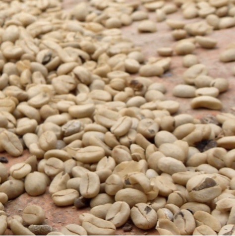 Green coffee beans drying process. © Applied Food Sciences, Inc.