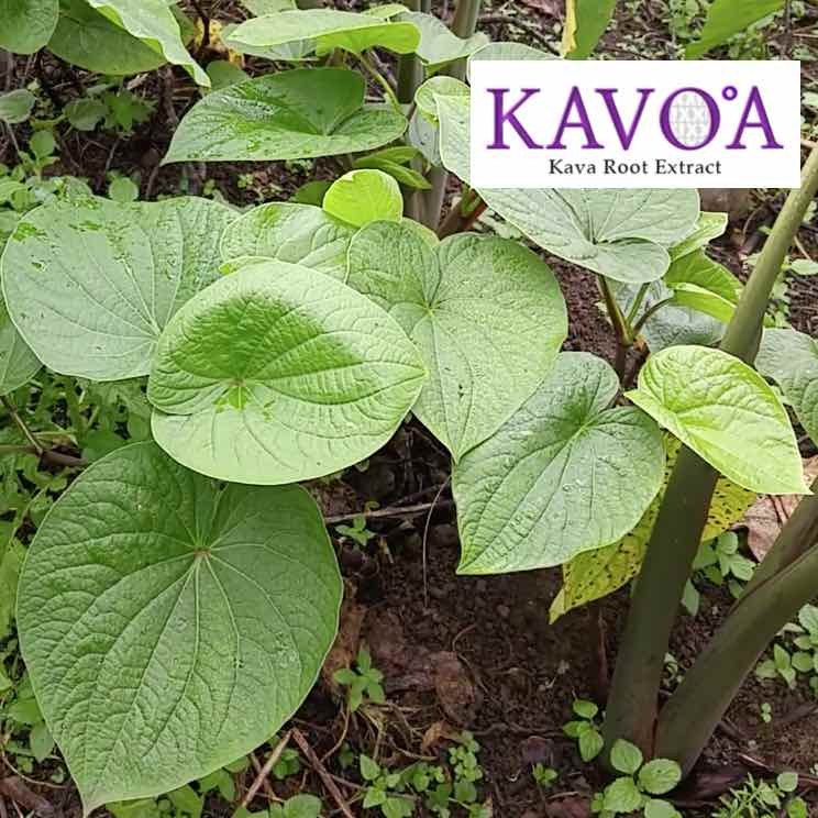 Kava Extract