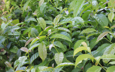 Applied Food Sciences Secure Patent for Producing Guayusa Extract