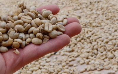 Ingredient Manufacturer Announces Non-GMO Project Verified Caffeine Ingredient
