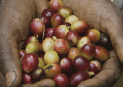 Coffee Cherries in hand. © Applied Food Sciences, Inc.