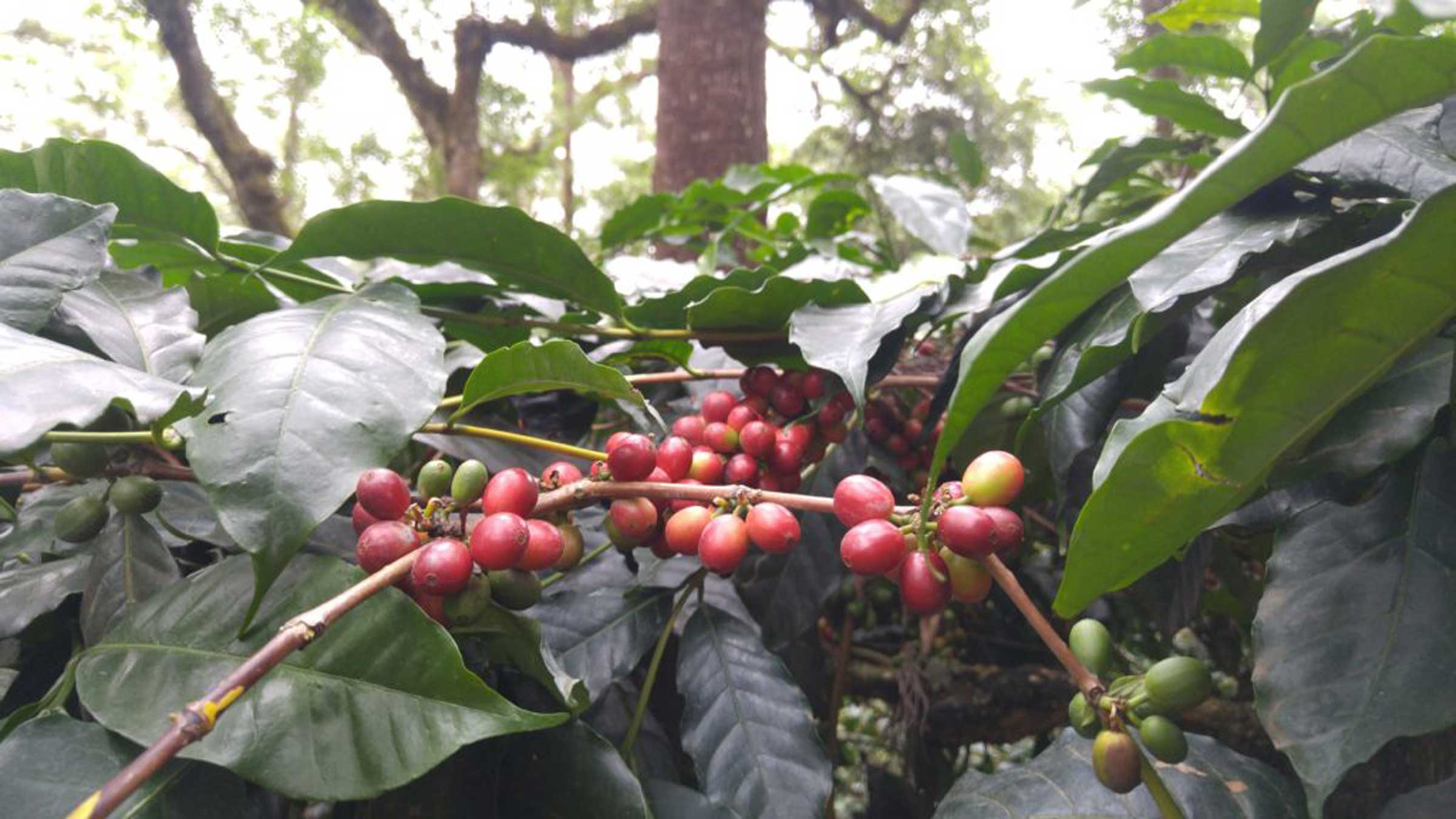 Coffee cherries. © Applied Food Sciences. Inc.