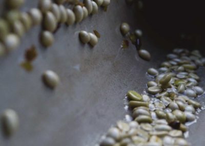 The coffee beans are separated by weight in a water channel. ©Applied Food Sciences, Inc.