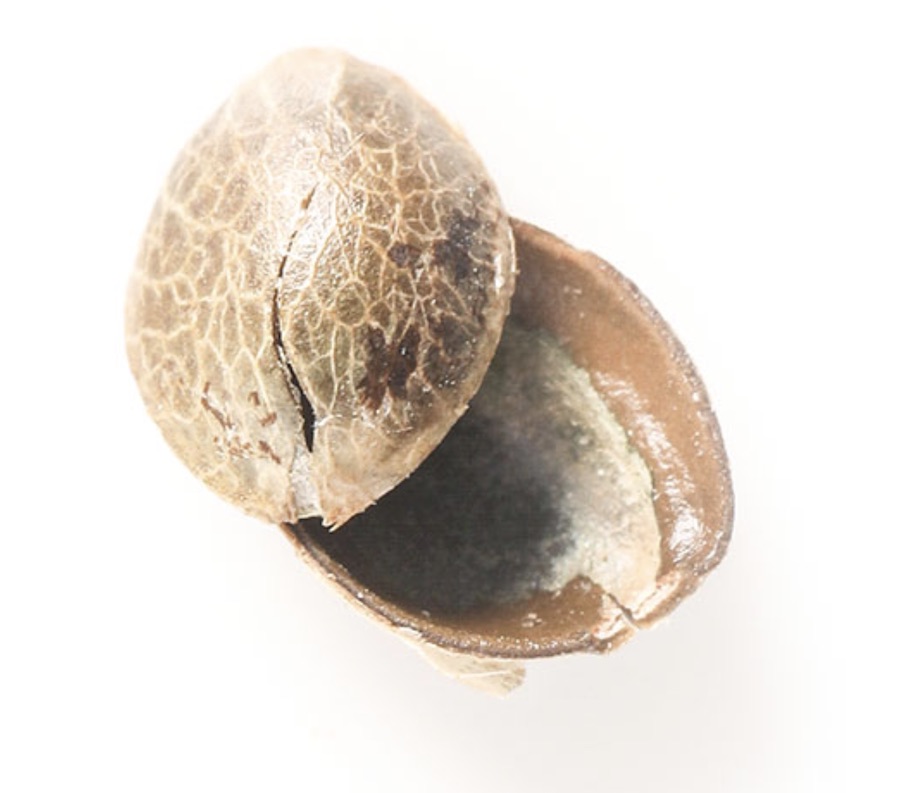 Applied Food Sciences, Inc. Hemp Seed Shell Applied Food Sciences, Inc.