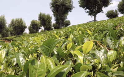 Green Tea Extract Makes A Splash in the Energy Drink Market