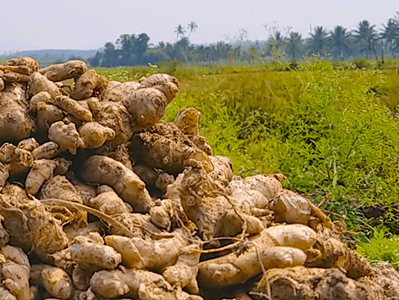 Organic Ginger Farm