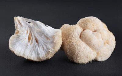 Raising the Standard for Lion’s Mane Supplements